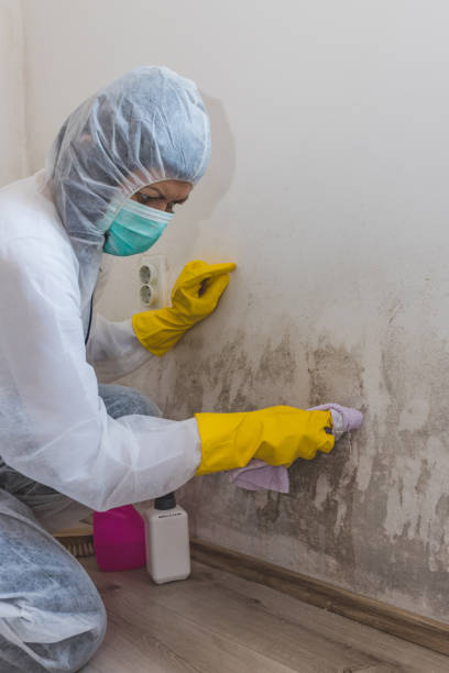 Best Industrial Mold Remediation  in Scissors, TX